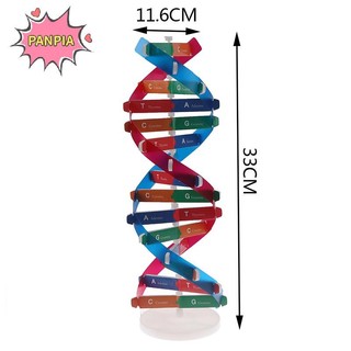 Pnpia Gen Con Người Mô Hình DNA Xoắn Đôi Đồ Chơi Khoa Học Giảng Dạy Học Giáo Dục Đồ Chơi Boutique