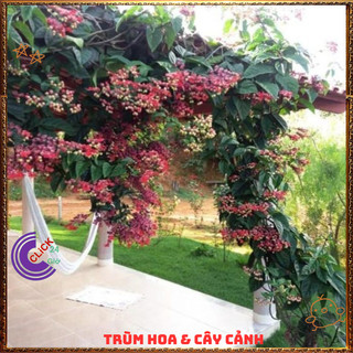 Chậu Ngọc Nữ ĐỎ Siêu Hoa Lồng Đèn Đỏ Nở Quanh Năm Tuyệt Đẹp ️️🥁{{store}]