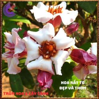 Hoa bọt salem giống mới hoa to nở quanh năm ngát hương thơm dịu ️️🥁{{store}]
