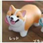 Hàng có sẵn Đồ chơi viên nang STASTO Nhật Bản Đồ trang trí chó con Corgi ngắn chân 6F0N dễ thương sẽ không về nhà