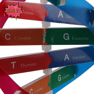 Pnpia Gen Con Người Mô Hình DNA Xoắn Đôi Đồ Chơi Khoa Học Giảng Dạy Học Giáo Dục Đồ Chơi Boutique