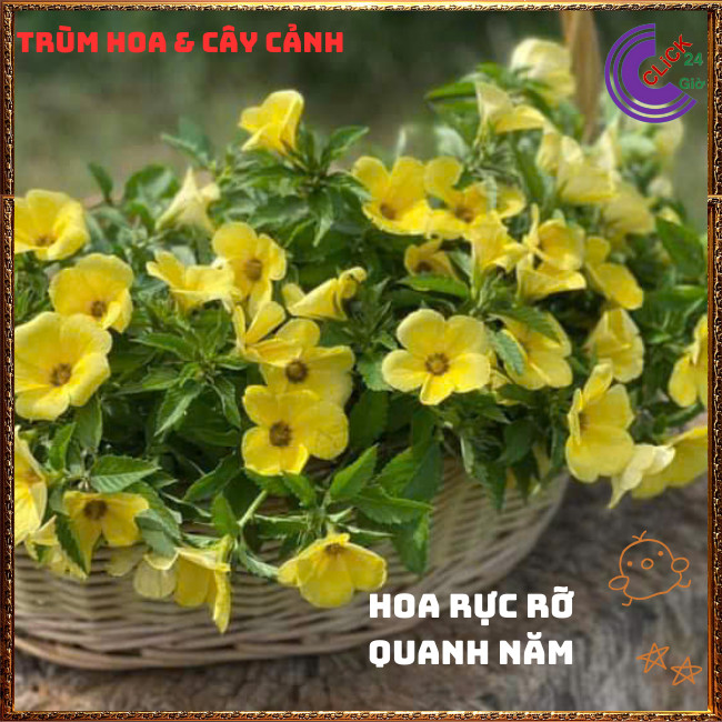 CHẬU HOA ĐÔNG HẦU VÀNG KEM GIỐNG MỚI HOA DỪA THÁI TO NỞ QUANH NĂM💍{{store}]