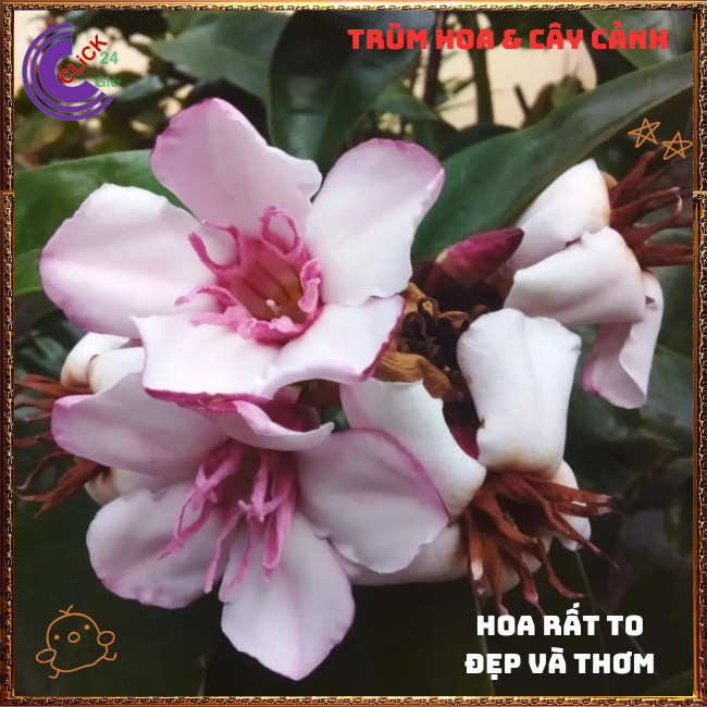 Chậu Cây Bọt Salem Hoa To Đẹp Rất Thơm Giống Mới Lạ 💍{{store}]