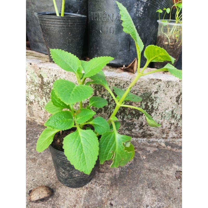 Cây rau tần dày lá, cây húng chanh giống | Shopee Việt Nam