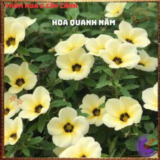 CHẬU HOA ĐÔNG HẦU KEM GIỐNG MỚI HOA TO NỞ QUANH NĂM RẤT SIÊNG BÔNG⏳{{store}]