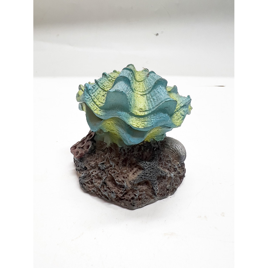 Vỏ Sò Óc Đóng Mở Nắp Trang Trí Bể Cá Cảnh (6x5x5cm)