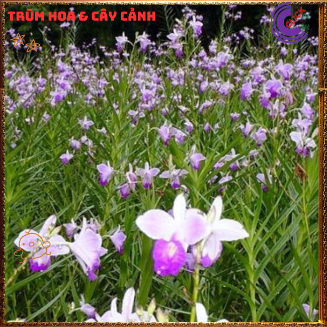 Chậu Lan Trúc Lan Sậy Trưởng Thành Cao Gần 1 mét Đẹp Sang Trọng 💍{{store}]