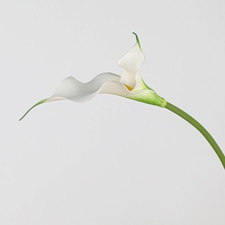 Cành hoa Calylili cánh đôi từ cao su mềm cao 60 cm