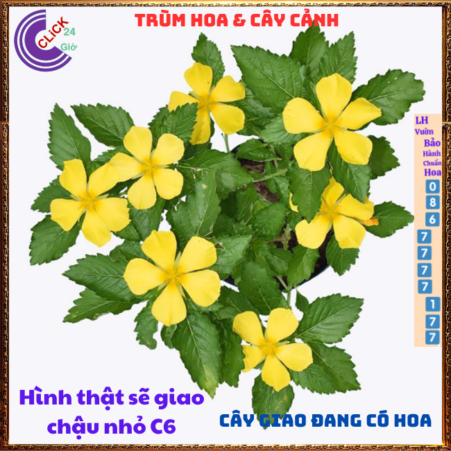 CHẬU HOA ĐÔNG HẦU VÀNG GIỐNG MỚI HOA DỪA VÀNG TO NỞ QUANH NĂM💍{{store}]