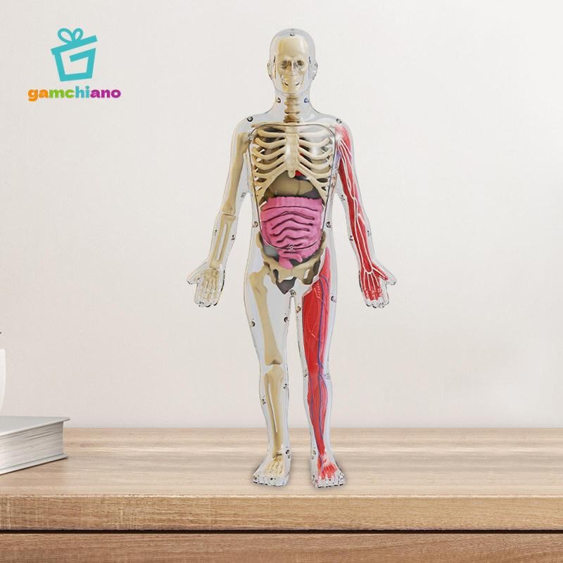 Gamchiano Đồ chơi mô hình cơ thể con người Giáo dục sớm Trình diễn lớp học cho giáo viên