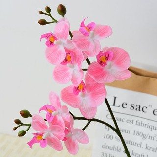 Cành hoa lan cao su 2 nhánh 8 bông xinh xắn có nụ cao 65 cm