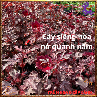 Hoa thiên quý ĐỎ RUBY Râm Bụt Lá Phong đẹp quý phái sang trọng mới lạ️️🥁{{store}]