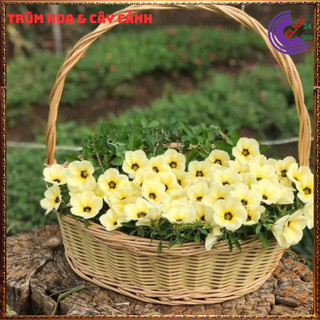 Combo hoa đông hầu đủ 3 màu tuyệt đẹp quanh năm siêu hoa dễ trồng⏳{{store}]