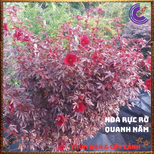 Hoa thiên quý ĐỎ RUBY Râm Bụt Lá Phong đẹp quý phái sang trọng mới lạ💍{{store}]