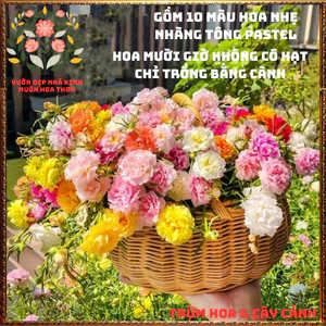 Cành Hoa Mười Giờ Thái Kép Combo 10 Màu Pastel Ngọt Ngào Siêu Đáng Yêu📧 BẢO HÀNH CÂY GIỐNG VÀ HOA CHUẨN