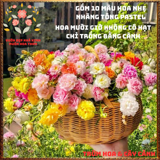 Cành Hoa Mười Giờ Thái Kép Combo 10 Màu Pastel Ngọt Ngào Siêu Đáng Yêu📧 BẢO HÀNH CÂY GIỐNG VÀ HOA CHUẨN