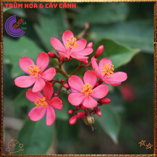 Cây Hồng Mai Nhất Chi Mai Đỏ Rực Rỡ Dễ Trồng Hoa Nở Quanh Năm💍{{store}]