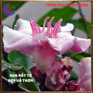 Hoa sứ salem cây mị ê thơm quanh năm to đẹp ️💄{{store}]