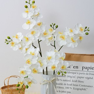 Cành hoa lan cao su 2 nhánh 8 bông xinh xắn có nụ cao 65 cm