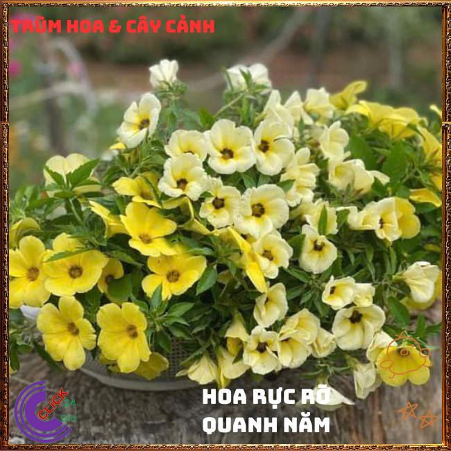 Combo ĐÔNG HẦU ĐỦ 3 MÀU HOA DỪA THÁI TO GIỐNG MỚI SIÊU ĐẸP ⏰{{store}]