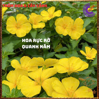 HOA DỪA VÀNG ĐÔNG HẦU MÀU VÀNG NỞ ĐỀU HÀNG NGÀY TO ĐẸP RỰC RỠ 💍{{store}]
