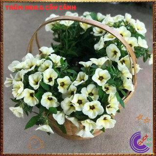 CHẬU HOA DỪA KEM ĐÔNG HẦU MÀU KEM NỞ ĐỀU HÀNG NGÀY TO ĐẸP LỘNG LẪY 💍{{store}]