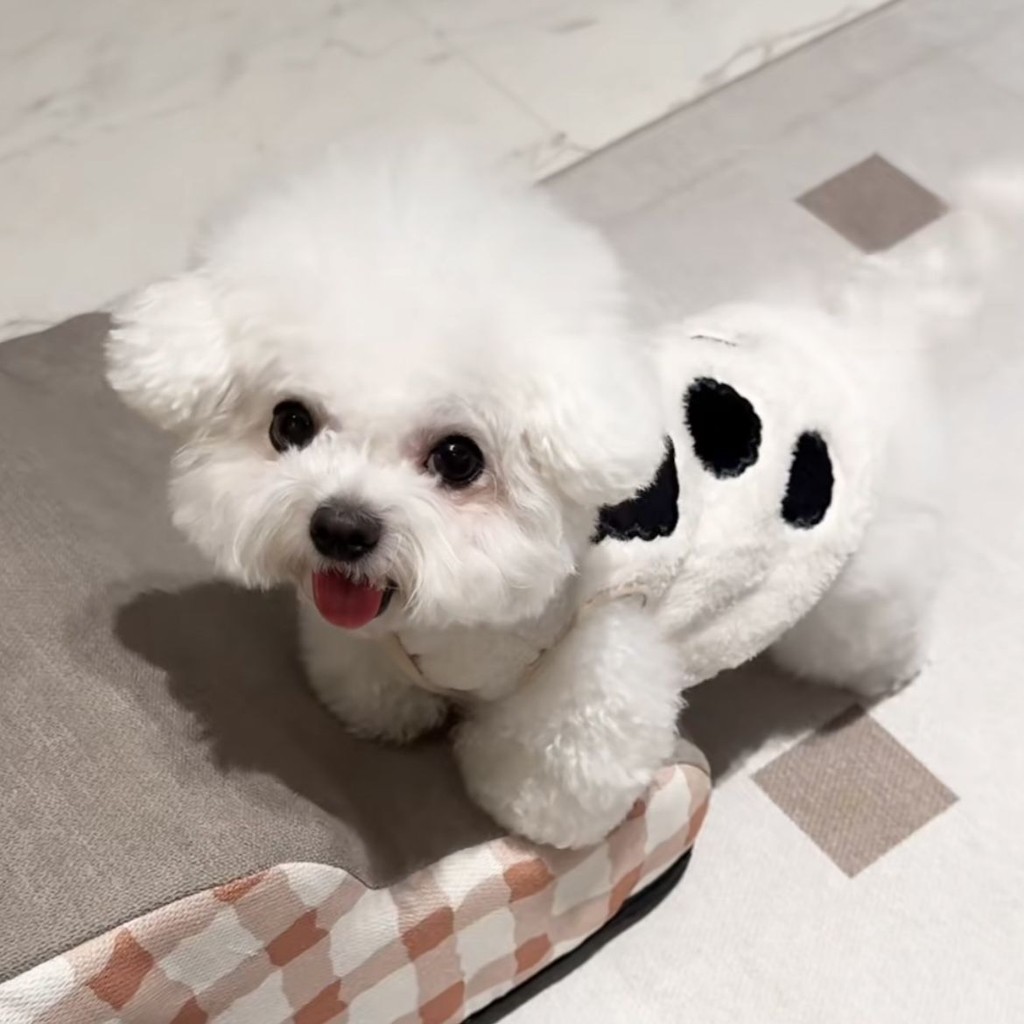 Chó Mèo Thú Cưng Quần Áo Thu Đông Bò Áo Vest Áo