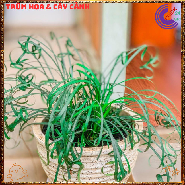 NGÃI QUẤN KHÁCH LỌC KHÔNG KHÍ ĐEM MAY MẮN TÀI LỘC CHO GIA CHỦ💍{{store}]
