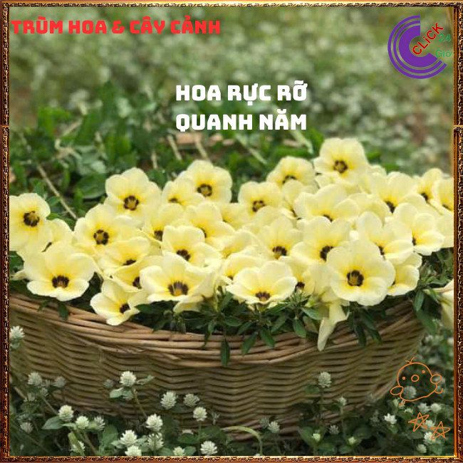 HOA DỪA KEM ĐÔNG HẦU THÁI TO ĐẸP SIÊU SIÊNG BÔNG QUANH NĂM DỄ TRỒNG⏰{{store}]