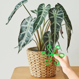 4 / 8 Chiếc Hộ Gia Đình Trong Suốt Thân Hỗ Trợ Alocasia Monstera Lá Hỗ Trợ Cây Nho Kẹp Dụng Cụ Làm Vườn