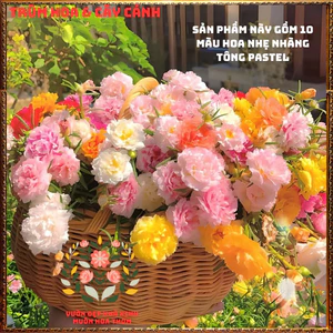 Cành Giống Hoa Mười Giờ Combo 10 Màu Pastel Dịu Ngọt Siêu Xinh 3 ngày có rễ️📩VƯỜN HOA CỔ TÍCH