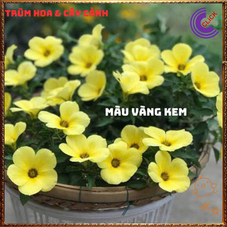Combo ĐÔNG HẦU ĐỦ 3 MÀU HOA DỪA THÁI TO GIỐNG MỚI SIÊU ĐẸP ️️🥁{{store}]