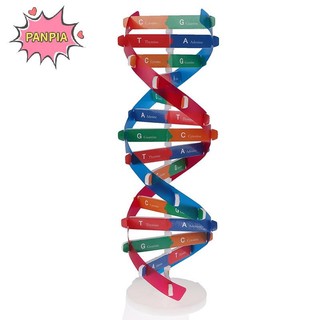 Pnpia Gen Con Người Mô Hình DNA Xoắn Đôi Đồ Chơi Khoa Học Giảng Dạy Học Giáo Dục Đồ Chơi Boutique