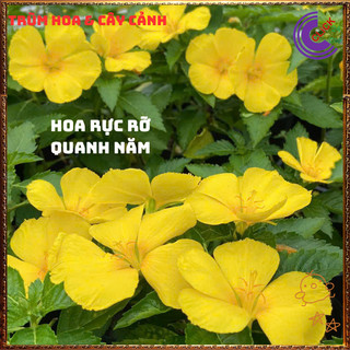 ĐÔNG HẦU VÀNG HOA DỪA THÁI TO SIÊU SIÊNG BÔNG QUANH NĂM DỄ TRỒNG⌛{{store}]