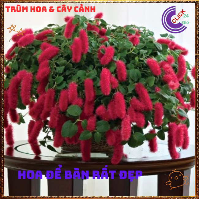 Chậu Tai Tượng Đuôi Chồn Đang Hoa Rực Rỡ Đem Đến May Mắn Phát Tài 💍{{store}]