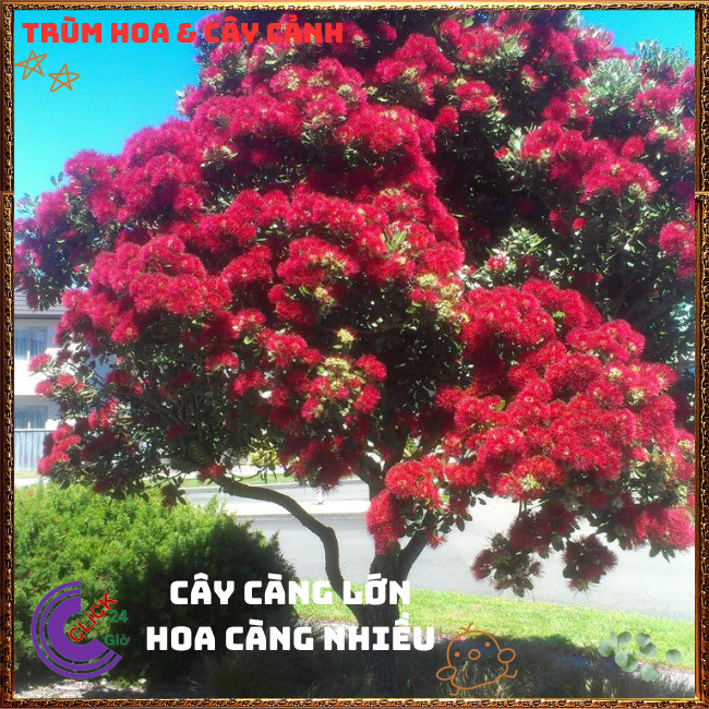 Cây mai thái ĐỎ màu mới hoa quanh năm lạ mắt rất đẹp đủ 4 màu⏳TRÙM HOA VÀ CÂY CẢNH
