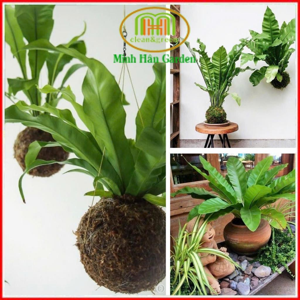 Cây ráng ổ phụng là cây cảnh nhiệt đới với vẻ đẹp đặc biệt và sức sống ...