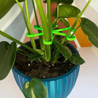 4 / 8 Chiếc Hộ Gia Đình Trong Suốt Thân Hỗ Trợ Alocasia Monstera Lá Hỗ Trợ Cây Nho Kẹp Dụng Cụ Làm Vườn