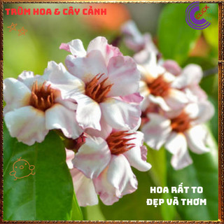 Hoa sứ salem cây mị ê thơm quanh năm to đẹp ️💄{{store}]