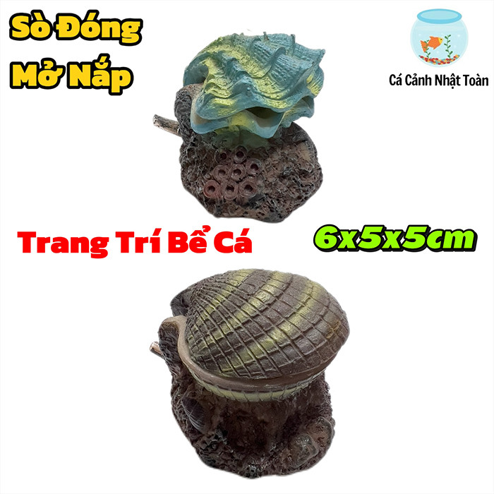 Vỏ Sò Óc Đóng Mở Nắp Trang Trí Bể Cá Cảnh (6x5x5cm)