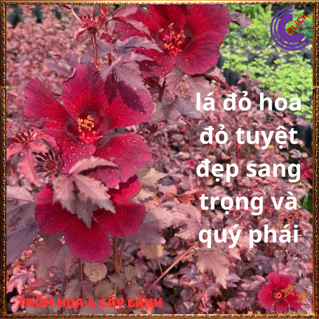 Hoa thiên quý ĐỎ RUBY Râm Bụt Lá Phong đẹp quý phái sang trọng mới lạ💍{{store}]