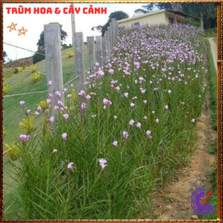 Chậu Lan Trúc Lan Sậy Trưởng Thành Cao Gần 1 mét Đẹp Sang Trọng ️️🥁{{store}]