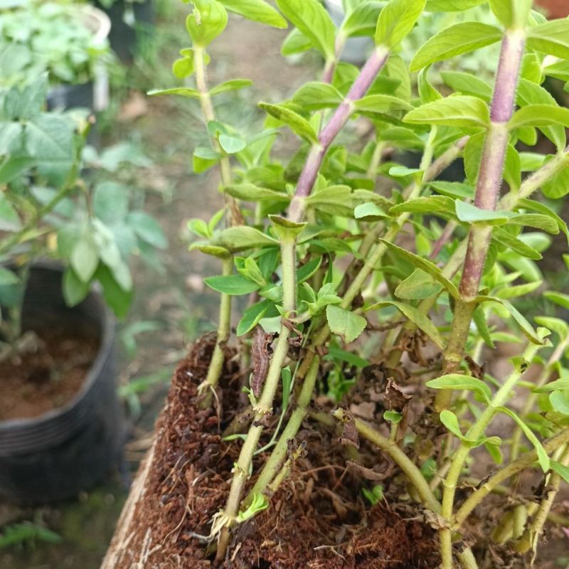 cây giống rau ngổ thơm, rau thơm chậu cây | Shopee Việt Nam