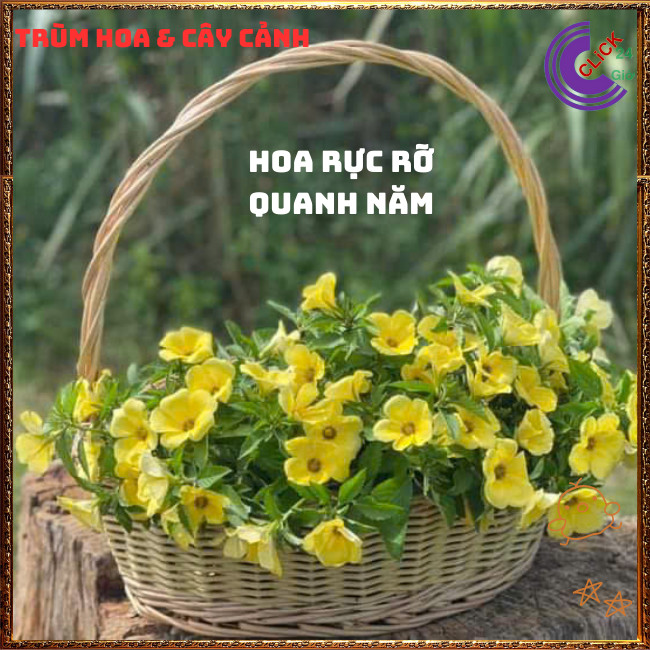 HOA DỪA VÀNG KEM ĐÔNG HẦU THÁI TO SIÊU SIÊNG BÔNG QUANH NĂM DỄ TRỒNG⏰{{store}]