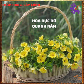 HOA DỪA VÀNG KEM ĐÔNG HẦU THÁI TO SIÊU SIÊNG BÔNG QUANH NĂM DỄ TRỒNG⌛{{store}]