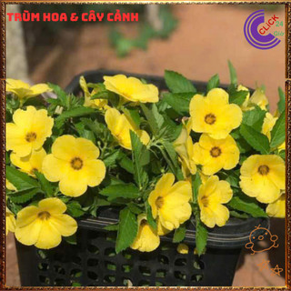 HOA DỪA VÀNG KEM ĐÔNG HẦU THÁI TO SIÊU SIÊNG BÔNG QUANH NĂM DỄ TRỒNG️️🥁{{store}]