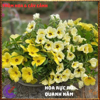 CHẬU HOA DỪA KEM ĐÔNG HẦU MÀU KEM NỞ ĐỀU HÀNG NGÀY TO ĐẸP LỘNG LẪY 💍{{store}]
