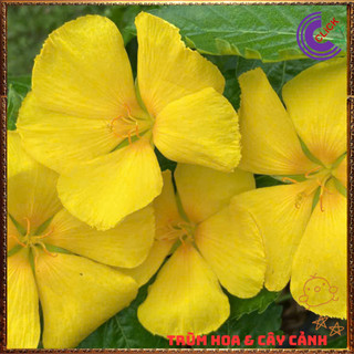 ĐÔNG HẦU VÀNG HOA DỪA THÁI TO SIÊU SIÊNG BÔNG QUANH NĂM DỄ TRỒNG️️🥁{{store}]