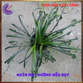 Chậu Ngãi Quấn Khách mang đến tài lộc may mắn lọc không khí tốt️️🥁{{store}]