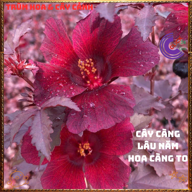 Hoa thiên quý ĐỎ RUBY Râm Bụt Lá Phong đẹp quý phái sang trọng mới lạ💍{{store}]